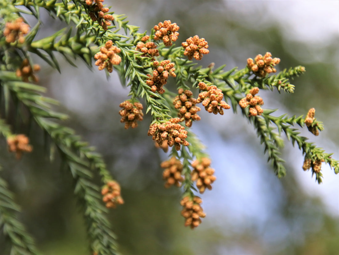 花粉対策には外干し?部屋干し?花粉の付着を減らして外干しする方法を解説