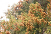 花粉　洗濯